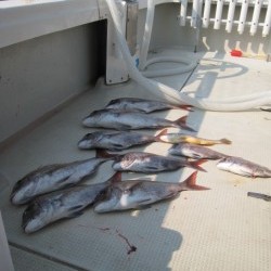 アンタレス 釣果