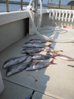 アンタレス 釣果