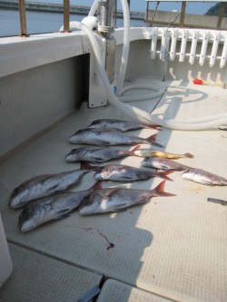 アンタレス 釣果