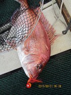 遊漁船 未紗奈 釣果