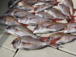 アンタレス 釣果