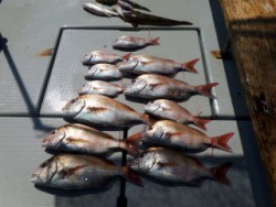 Fishing guide かわい 釣果