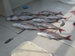 アンタレス 釣果