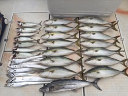 シーマジカル 釣果