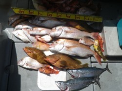 sea boss　シーボス 釣果