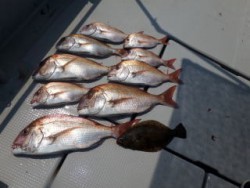 Fishing guide かわい 釣果