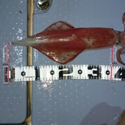 シブシブ白いか