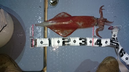 シブシブ白いか