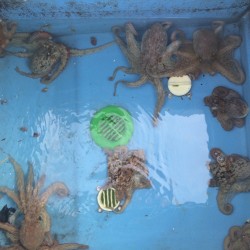 蛸墨族でオフショア