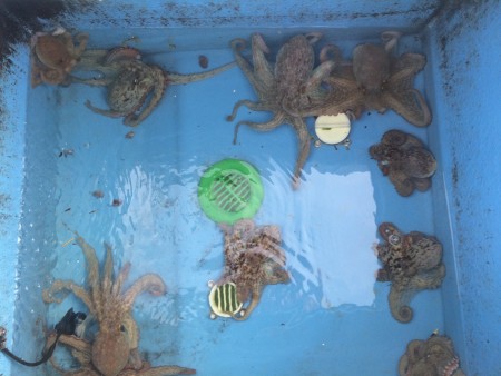 蛸墨族でオフショア