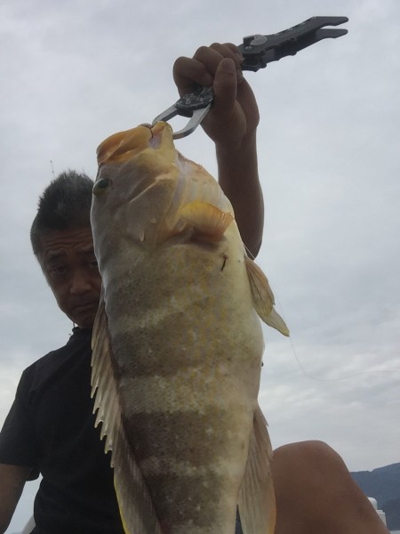 メタルバイブでアオハタ