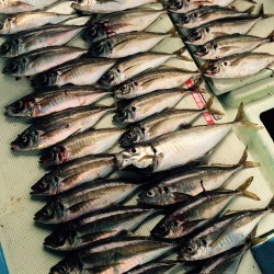 鬼アジ狙いで出船