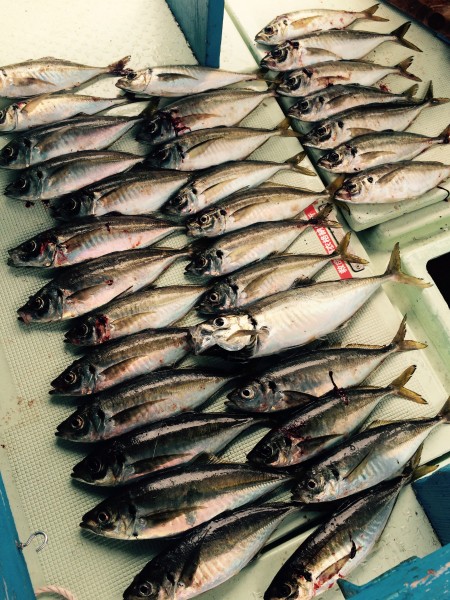 鬼アジ狙いで出船