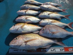 アジアマリンサービス 釣果