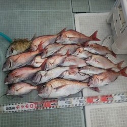 チャモロ 釣果