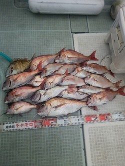 チャモロ 釣果