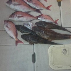 アンタレス 釣果