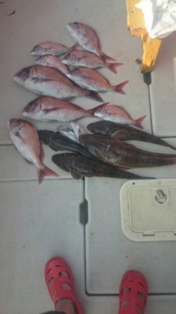 アンタレス 釣果