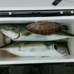 田曽沖50～60m釣果報告