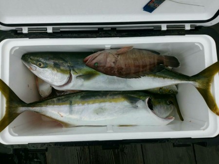 田曽沖50～60m釣果報告