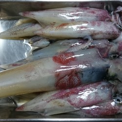 シブシブ白いか