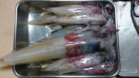 シブシブ白いか