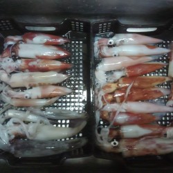 厳しかった敦賀のイカメタル