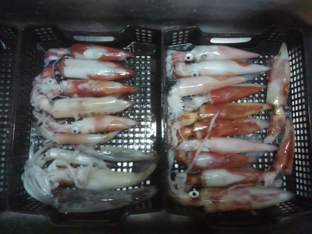 厳しかった敦賀のイカメタル