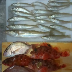 ボートでタイラバ&キス