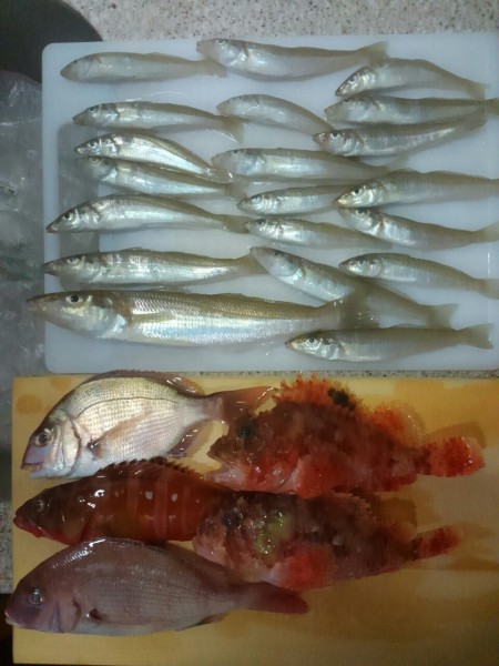 ボートでタイラバ&キス