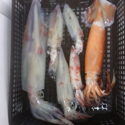 渋かった！イカメタル