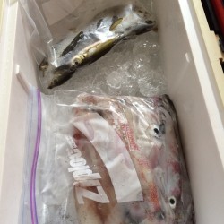 ゲキ渋イカメタル