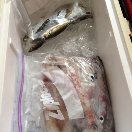 ゲキ渋イカメタル