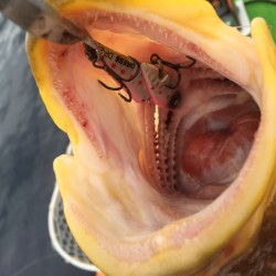 メタルバイブでアオハタ