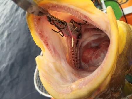 メタルバイブでアオハタ