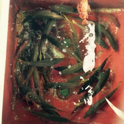 鬼アジ狙いで出船