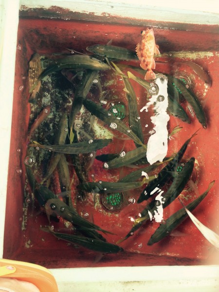 鬼アジ狙いで出船