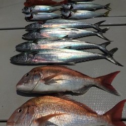 オーシャンキッズ 釣果