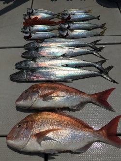 オーシャンキッズ 釣果