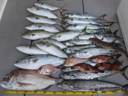 Hit Rush(ヒット ラッシュ） 釣果