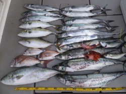 Hit Rush(ヒット ラッシュ） 釣果