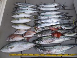 Hit Rush(ヒット ラッシュ） 釣果…