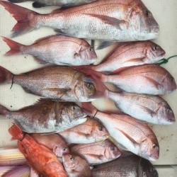 第七はやと （旧 満寿丸） 釣果