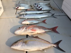 オーシャンキッズ 釣果