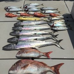 オーシャンキッズ 釣果