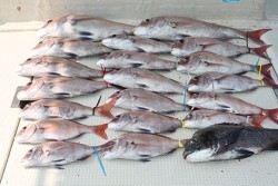 松本釣船２ 釣果