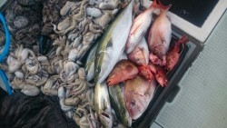 エムズジャーク（M’s JERK） 釣果