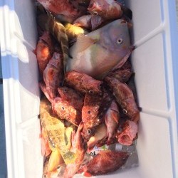 リトルワン 釣果