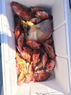 リトルワン 釣果