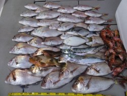 Hit Rush(ヒット ラッシュ） 釣果